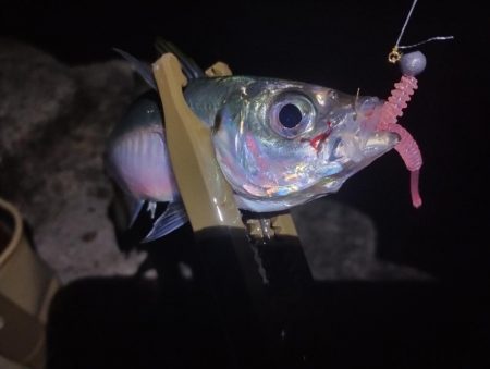 鱒レンジャーアジング