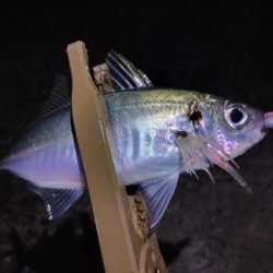 鱒レンジャーアジング