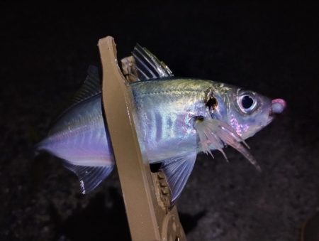 鱒レンジャーアジング