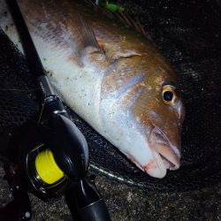 チニングでショアレッド！