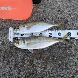 陸っぱり釣行記