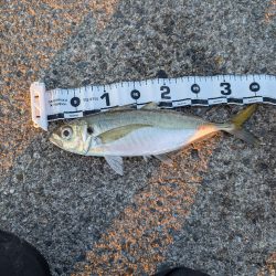 陸っぱり釣行記