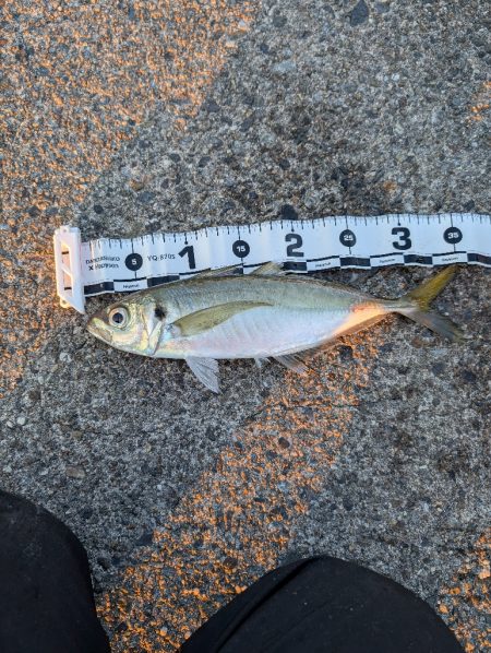 陸っぱり釣行記