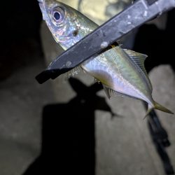 陸っぱり釣行記