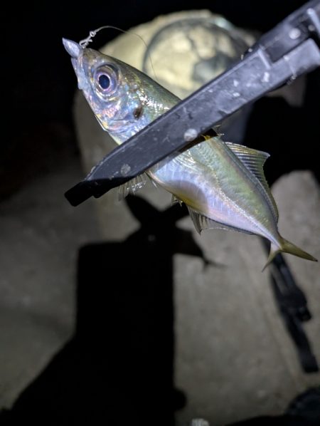 陸っぱり釣行記