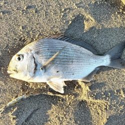 2025初フィッシュ!ヘダイが釣れました!