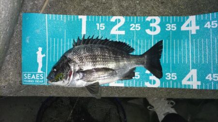 旧江戸川チヌ【2025初釣果】