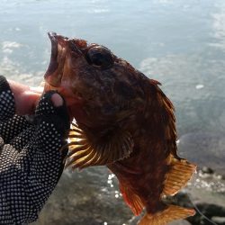 ガシラは元気~ファーストフィッシュ