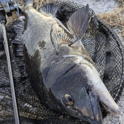 広島敷石チニング