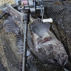 広島チニングでクロソイ！