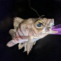 寝付けないのでちょっと海まで