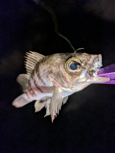 寝付けないのでちょっと海まで