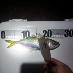 やっぱりカゴ天秤