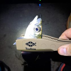 しょっぱい釣果