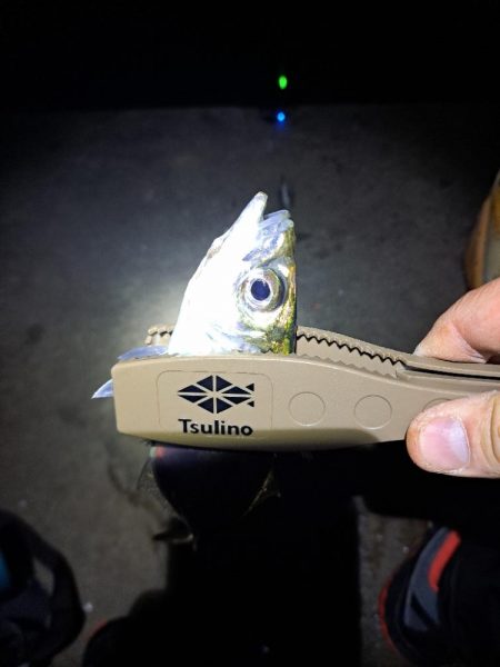 しょっぱい釣果