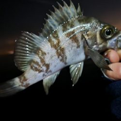 ライトゲーム🎣