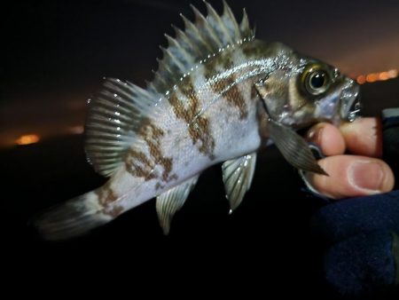 ライトゲーム🎣