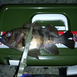 そろそろメバリングの季節に…