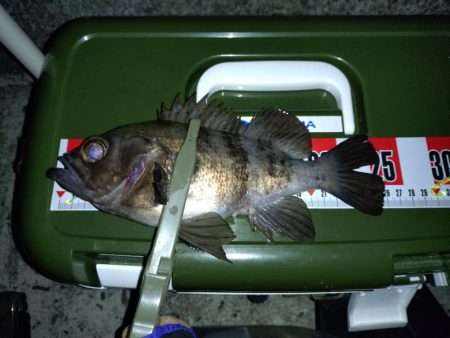 そろそろメバリングの季節に…