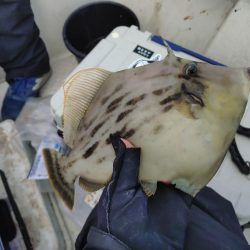 25年釣り始めは船カワハギ