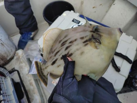 25年釣り始めは船カワハギ