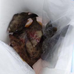 船カワハギ終盤戦