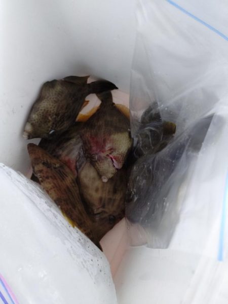 船カワハギ終盤戦