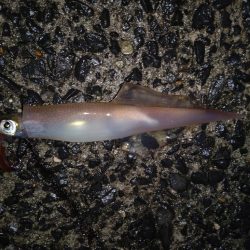 水温低くなってきた