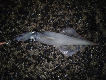 タフコンですが！