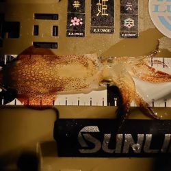 魚種限定解除シリーズ分