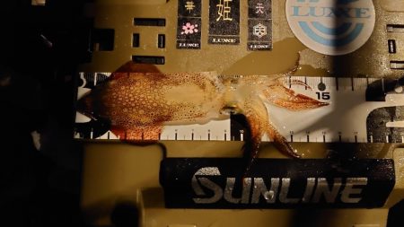 魚種限定解除シリーズ分