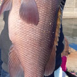 新年一発目はコブダイ!