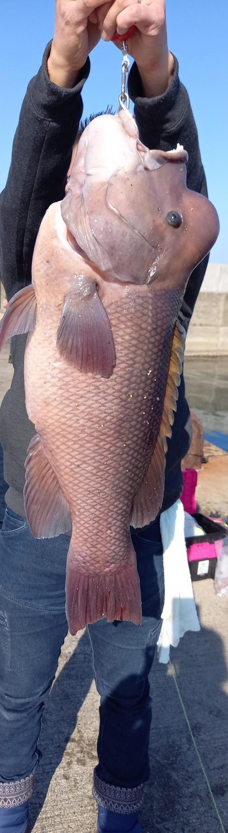 新年一発目はコブダイ!