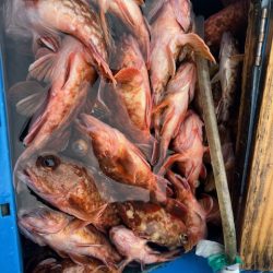 今年も関門アラカブ、行って来ました