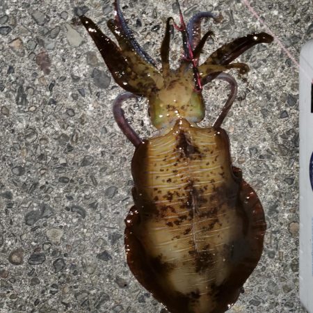 春アオリイカ狙い