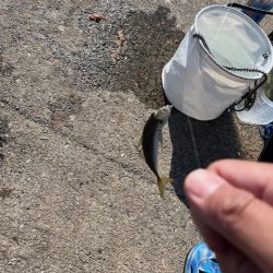 アジのサビキ釣りやってきました