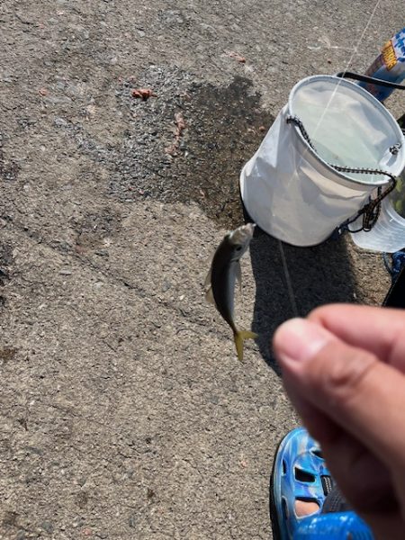 アジのサビキ釣りやってきました