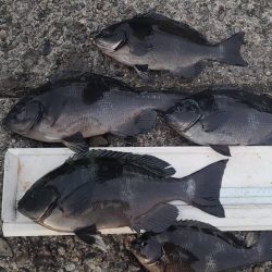 和歌山市江(吉丸渡船)でグレ初釣り