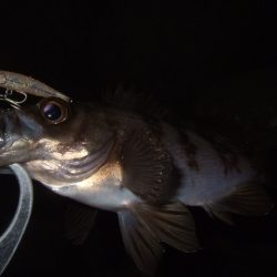 新年初釣行 BFSでライトロック