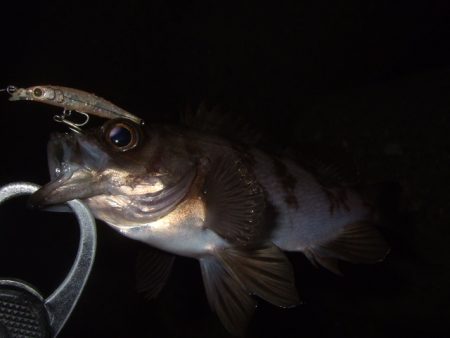 新年初釣行　BFSでライトロック