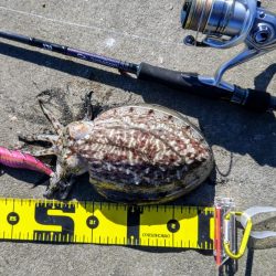 ライトゲームとエギング