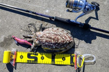 ライトゲームとエギング