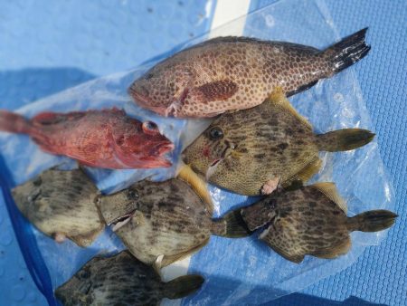 カワハギ釣り　島きち丸