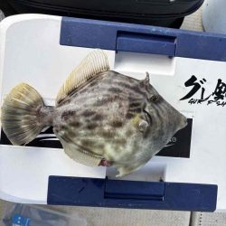 たかたかの釣り日記