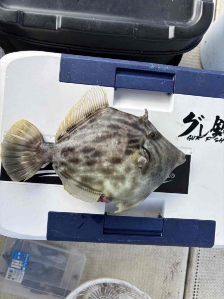 たかたかの釣り日記