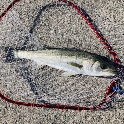 2025年一発目はシーバス