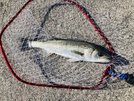 2025年一発目はシーバス