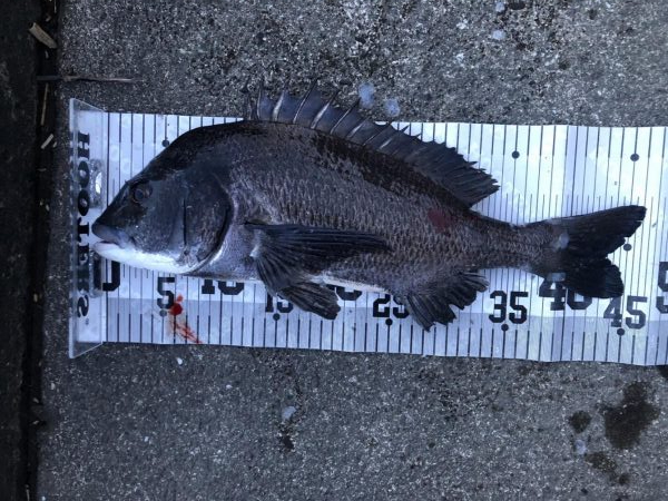 イチノ兄弟、釣果！