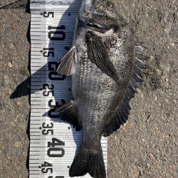 イチノ兄弟、釣果!