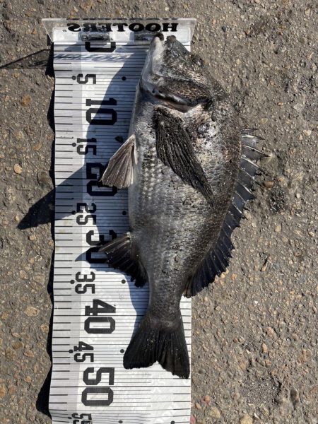 イチノ兄弟、釣果！